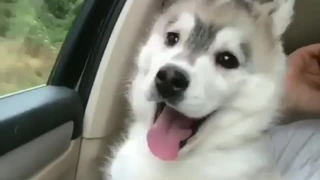 A dog that loves to go for a ride.