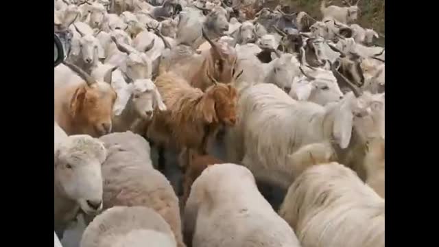 A flock of sheep
