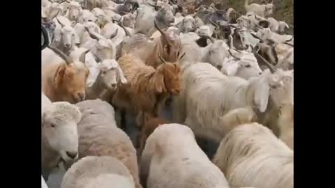 A flock of sheep