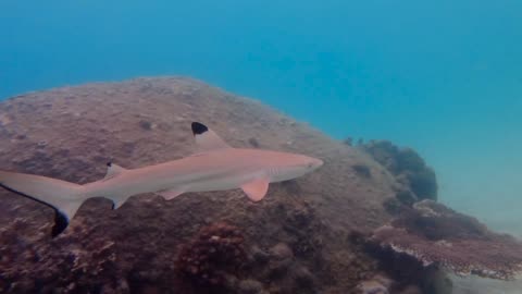 "Shark Journey: Sword of the Seas"