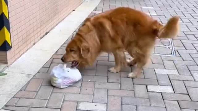 Dogs know how to care for the environment, please do not litte