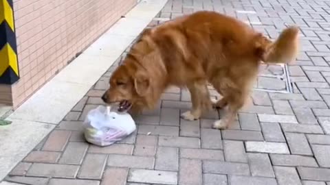 Dogs know how to care for the environment, please do not litte