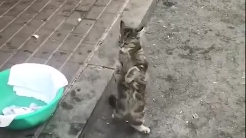 Cat funny moment