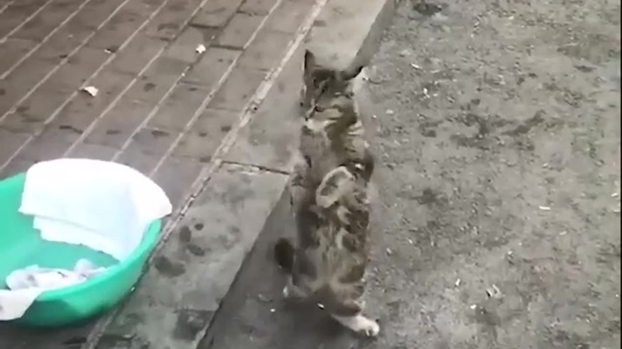 Cat funny moment