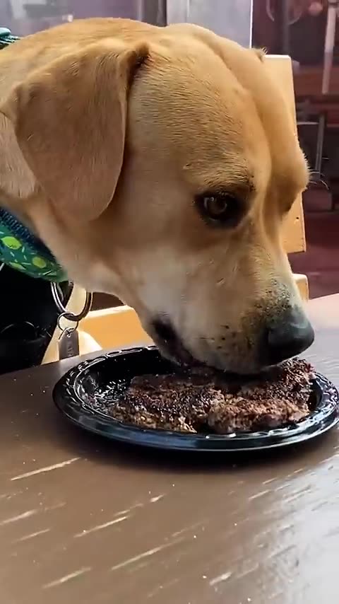 He Learnt To Be A Dog Again_ _ The Dodo