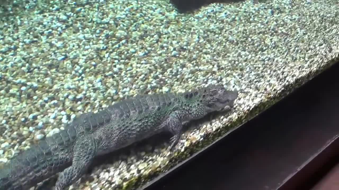 The chinese alligator....