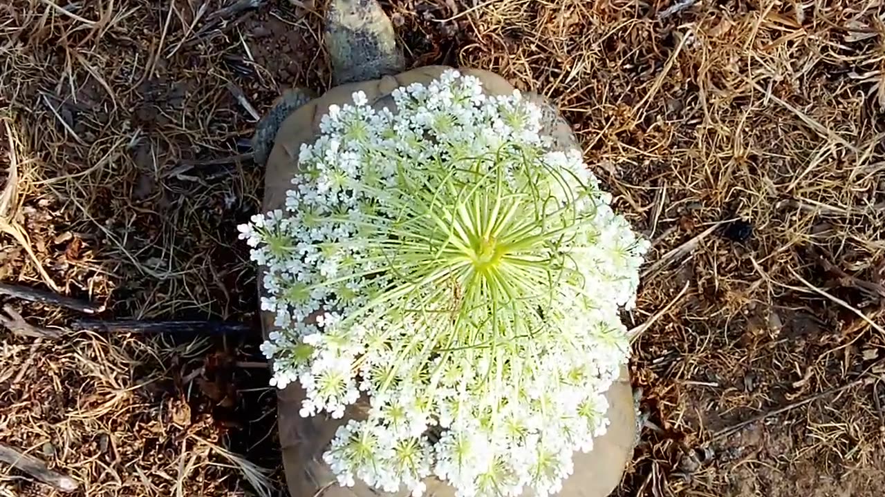 Très belle tortue