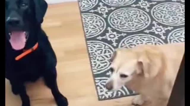 funny dogs talking to each other