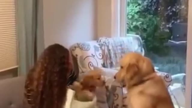 Golden retriever meets new puppy for the first time!