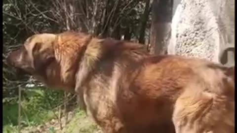 Funny dog barking