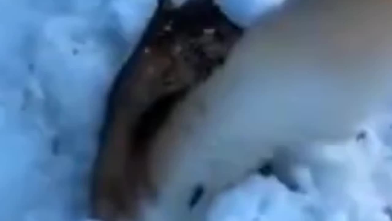 Super dog