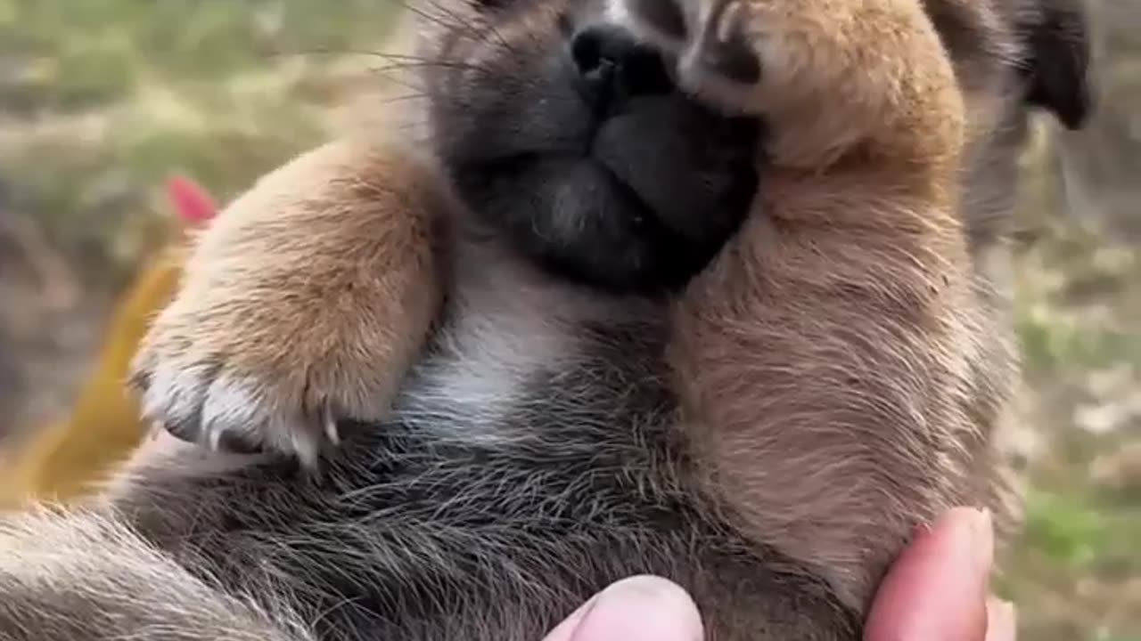 Cute puppy . A beautiful moment