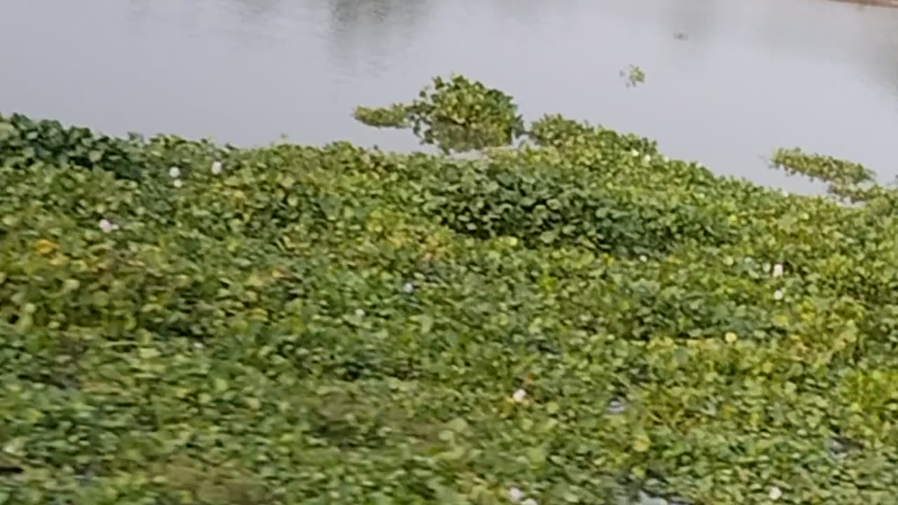 Nature Bangladesh