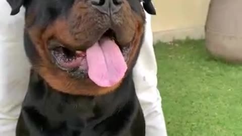 Dog funny video