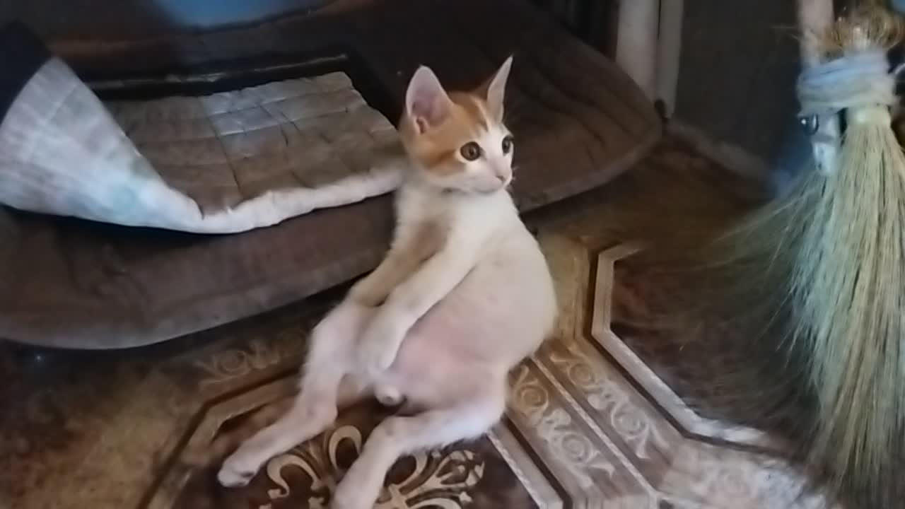 The Cat who sit like a drunk old man