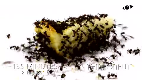 Ants vs Cheesecake