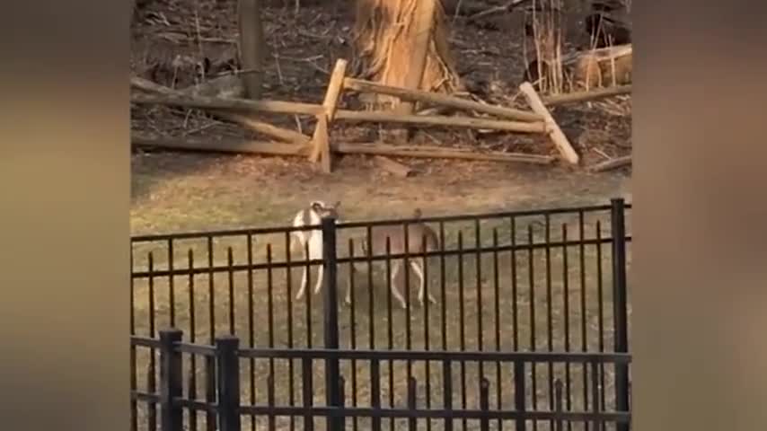 Deer Prances Around on Rear Hooves