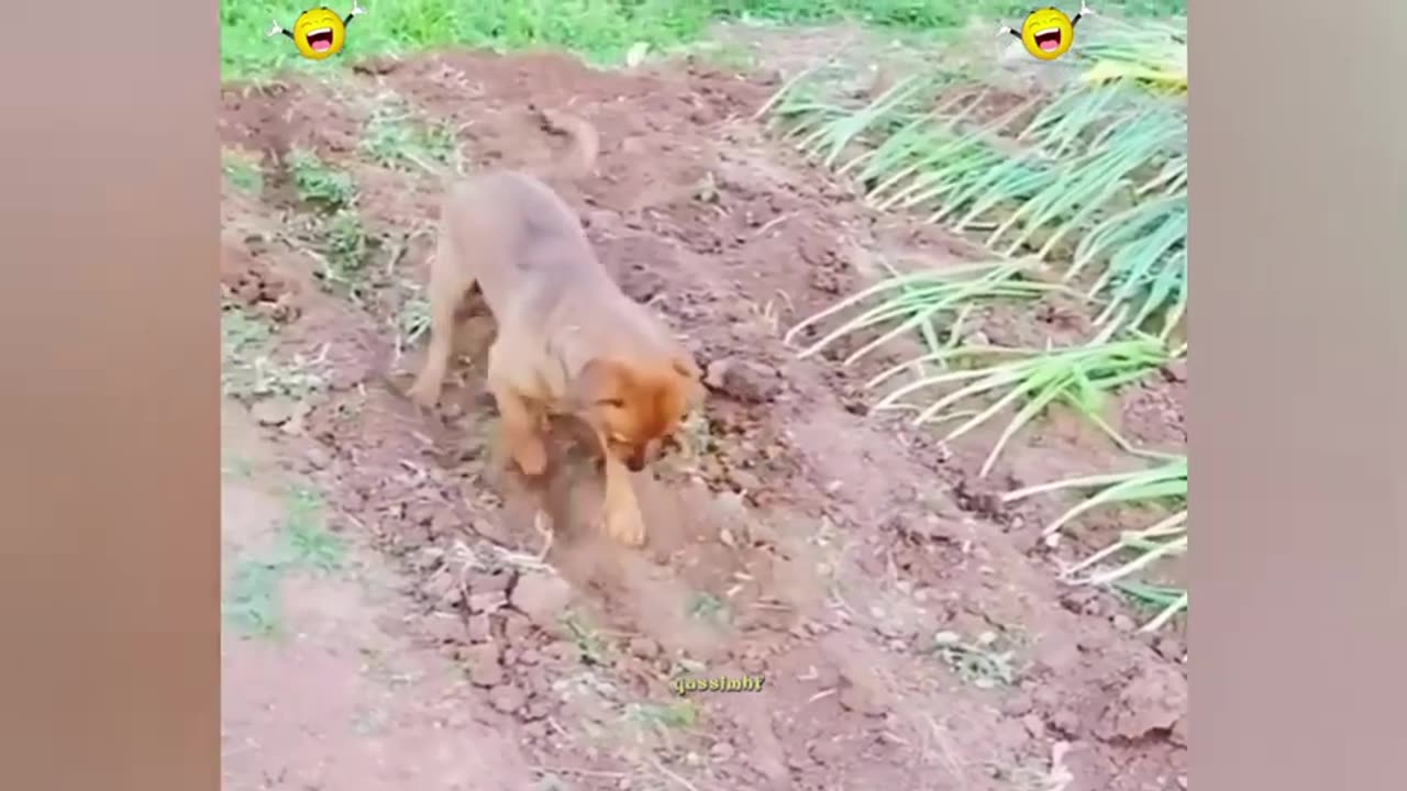 Random Funny Videos -Try Not To Laugh Compilation - Cute People And Animals Doing Funny Things #24