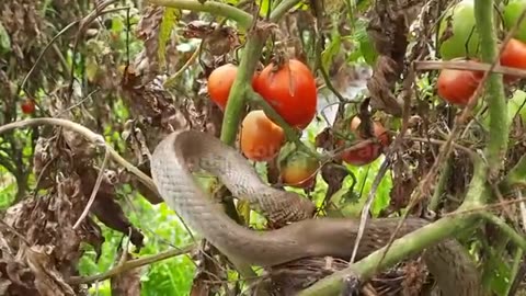 Snake eat 3 bird in front of mother sad clips