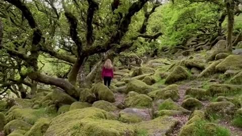 4 magical ancient woods in England