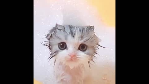 soap bubble bath cat