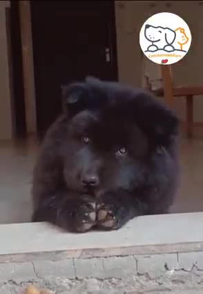 Cute and fluffy black puppies