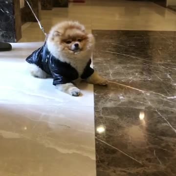 Perra no quiere salir, debe ser arrastrada con la correa