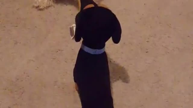 Dog Thinks Stuffed Animal Is Real