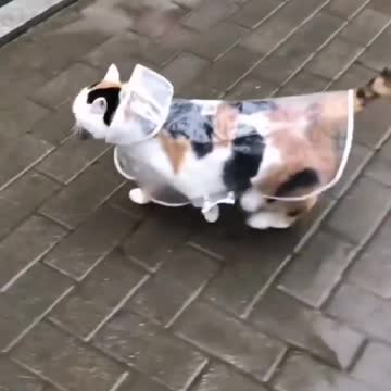 Cat prancing proudly in her raincoat