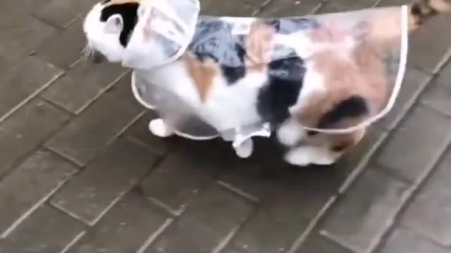 Cat prancing proudly in her raincoat