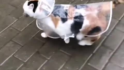 Cat prancing proudly in her raincoat