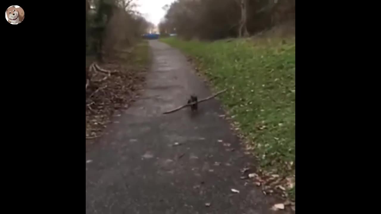 TRY NOT TO LAUGH π€£ - Best Funny Animal Videos 2022 πΆπ» (4)