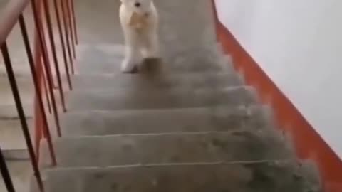 Cute Dog Going Up Stairs!