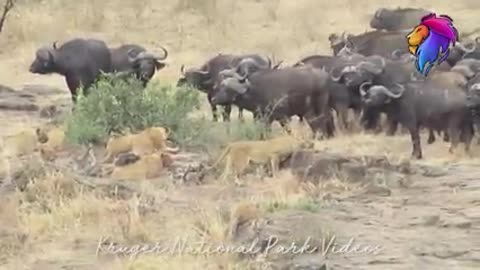 Animals fight 🥷🧨🥵