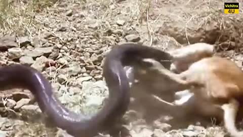 10 ऐसे जानवर जो शेर की भी जान ले सकते हैं 😡😡😈😈😈