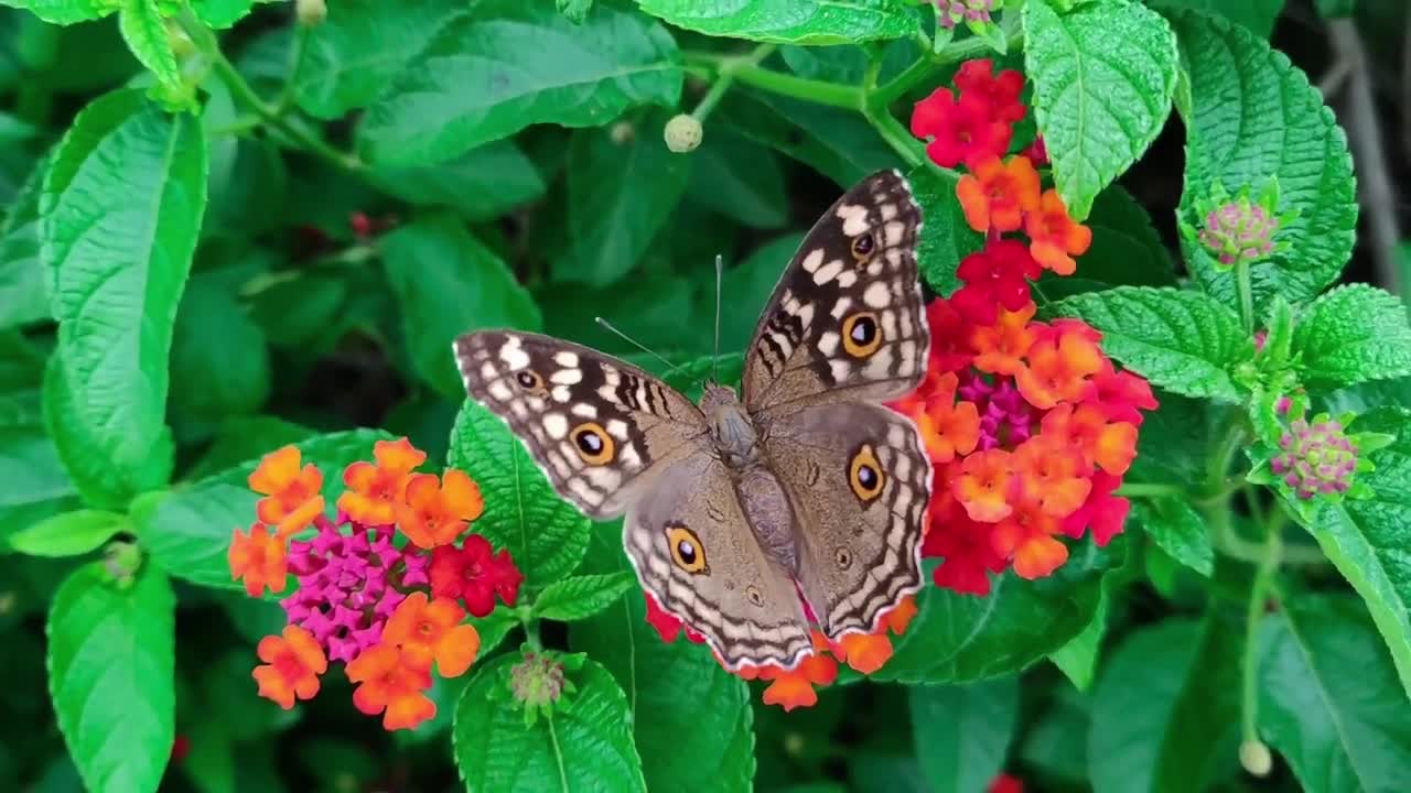 various types of butterflies that are still breeding today