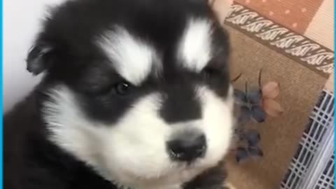 Cute Puppies Howling For the First Time