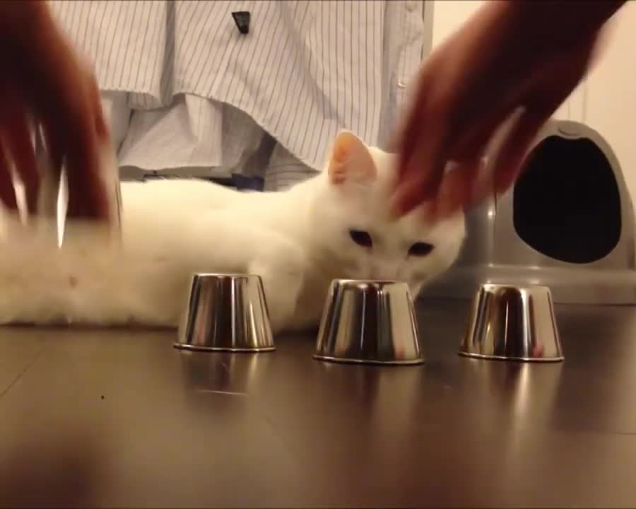 Smart cat play game like a BOSS !