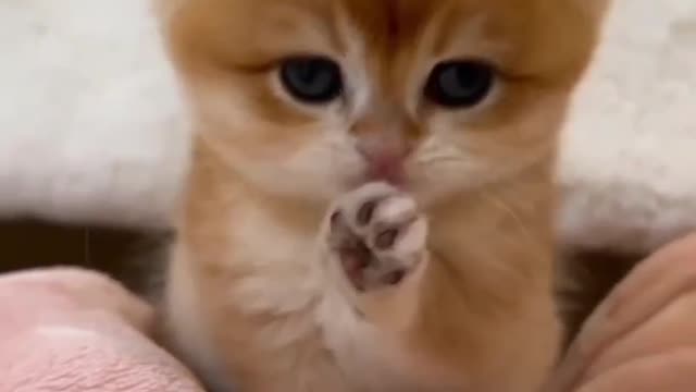 Cat lover
