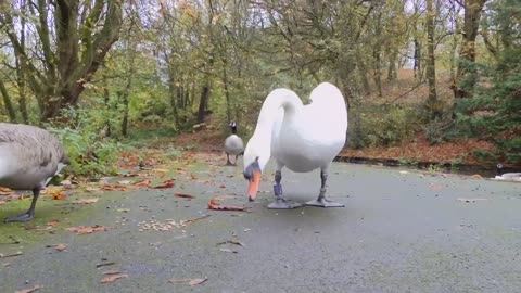 Queens Park Pond