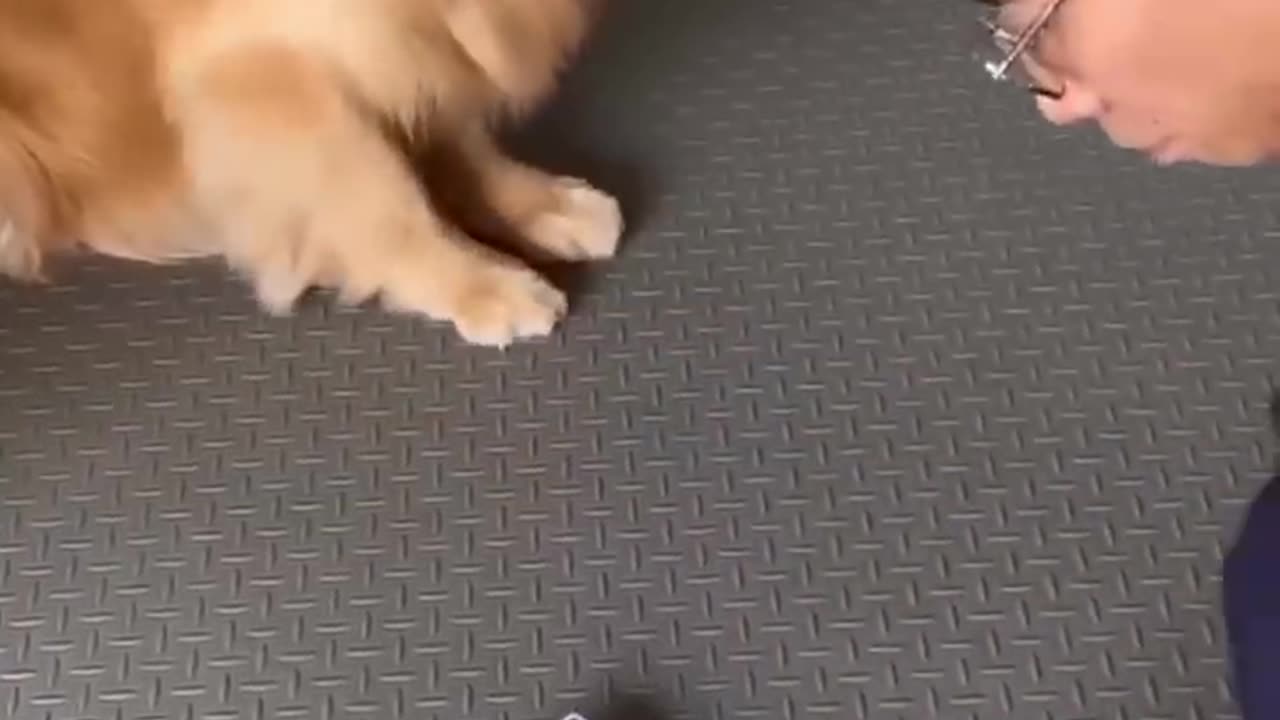 This Is The World's SMARTEST DOG 😱 | Wholesome Moments