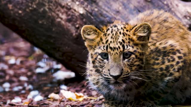 Leopard