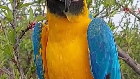 Macaw talking