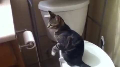 Funny Cats Toilet Paper challange