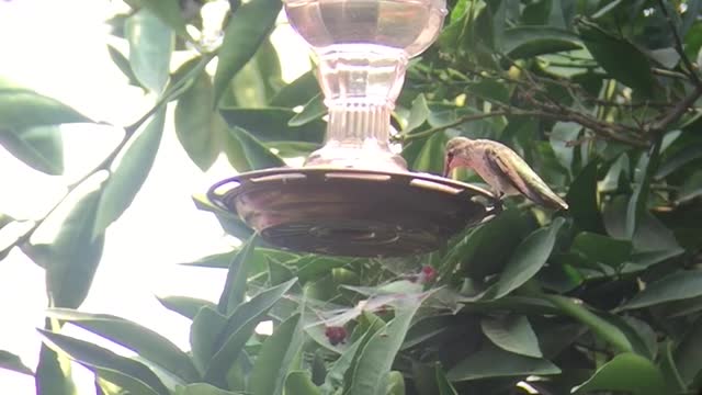 Hummingbirds talking