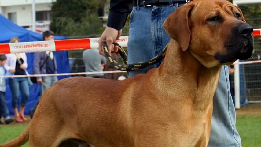 Top 10 Most Dangerous Dogs In The World!