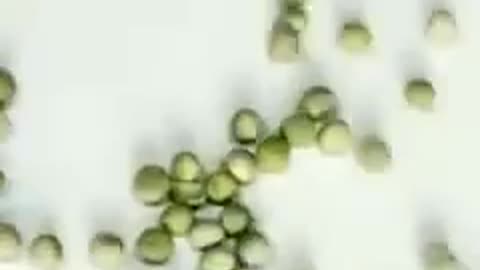 Seeds, Farming