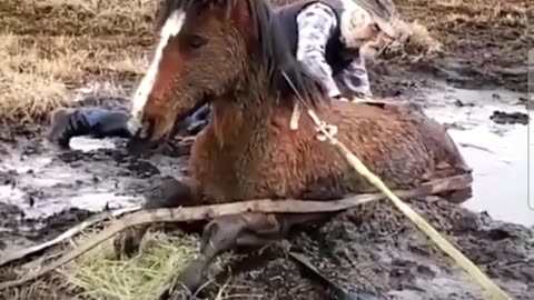 Horse Stuck in a Mudd