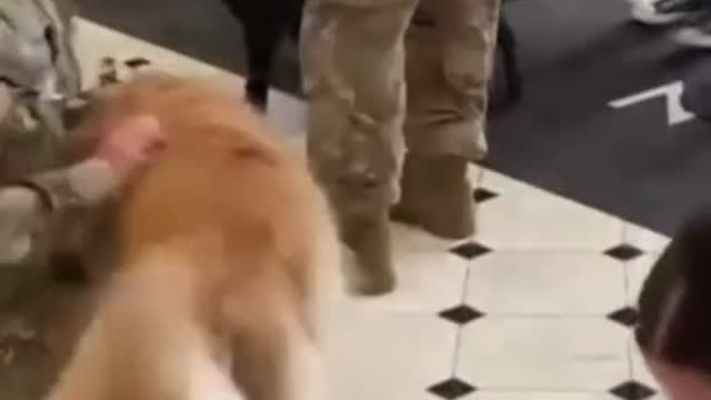 Therapy dogs surprise National Guard troops