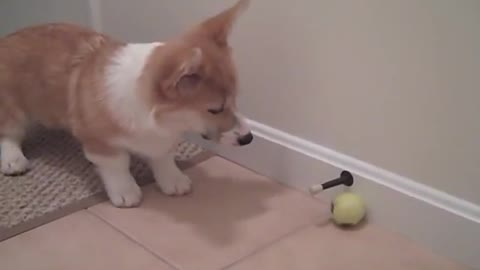 Cooper and his favorite dog toy... the door stopper